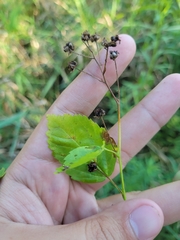 Rubus fulleri