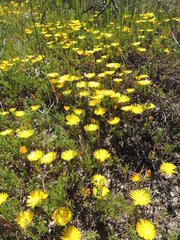 Lampranthus explanatus