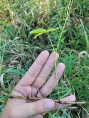 Rubus fulleri