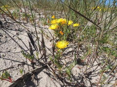 Lampranthus explanatus
