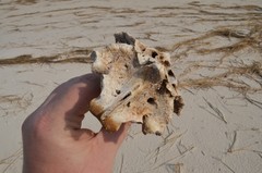 Pogonias cromis