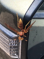 Polistes kaibabensis