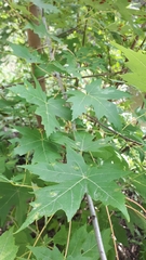 Eriophyes aceris