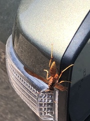 Polistes kaibabensis