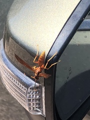 Polistes kaibabensis