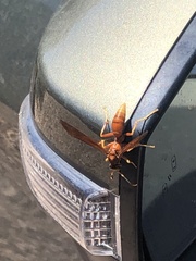 Polistes kaibabensis