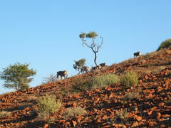 Equus zebra hartmannae