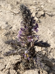 Aphyllon cooperi