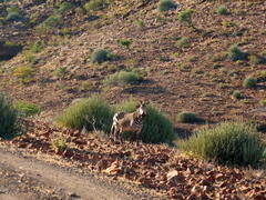 Equus zebra hartmannae