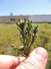 Leucadendron levisanus