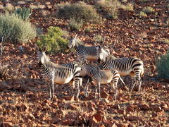 Equus zebra hartmannae