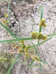 Cyperus ligularis
