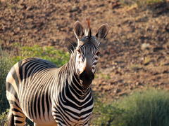 Equus zebra hartmannae