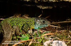 Lacerta schreiberi