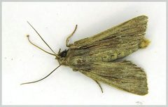 Ichneutica steropastis
