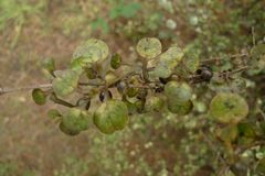 Coprosma spathulata