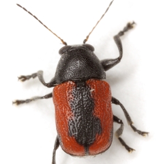 Pachybrachis cruentus