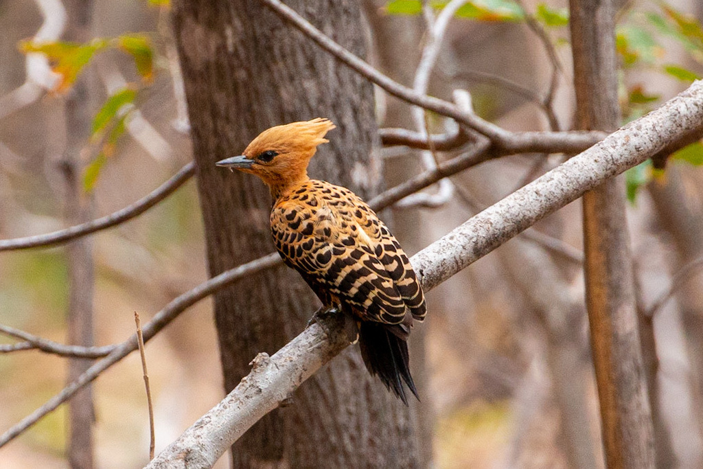 Ochre-backed Woodpecker (Celeus ochraceus) photo