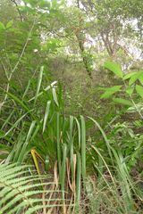 Machaerina sinclairii