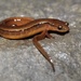 Blue Ridge Two-lined Salamander - Photo (c) Ty Smith, some rights reserved (CC BY-NC), uploaded by Ty Smith