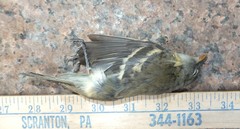Empidonax minimus