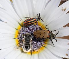 Ceroctis exclamationis