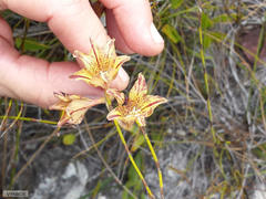 Gladiolus maculatus