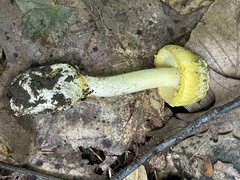 Amanita levistriata