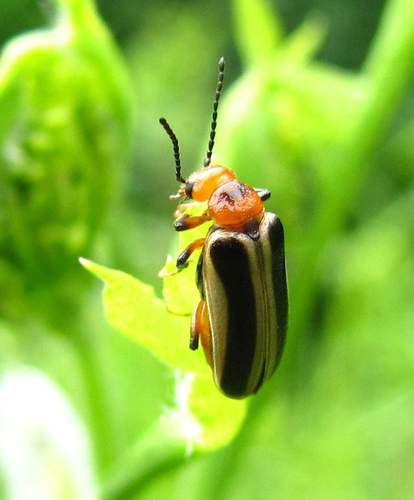 Zonitis bilineata photo 2