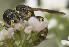 Lestica confluenta