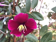 Andesanthus lepidotus