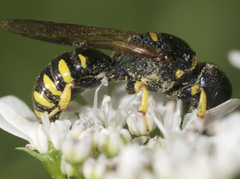 Lestica confluenta