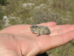 Tomopterna delalandii