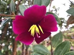 Andesanthus lepidotus