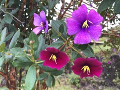 Andesanthus lepidotus