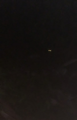 Glaucidium brasilianum