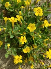 Erythranthe floribunda