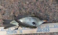 Empidonax minimus