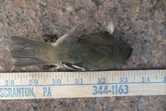 Empidonax minimus