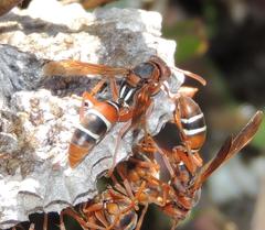 Polistes marginalis
