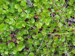 Centella eriantha eriantha