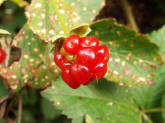 Rubus humistratus