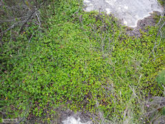 Centella eriantha eriantha