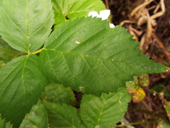 Rubus humistratus
