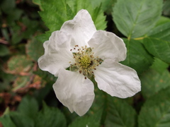 Rubus humistratus
