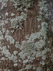 Parmotrema subtinctorium