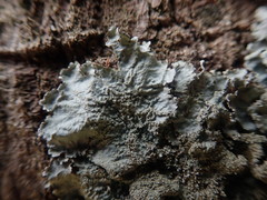 Parmotrema subtinctorium