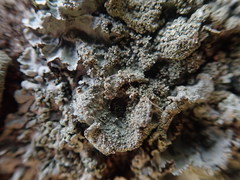 Parmotrema subtinctorium