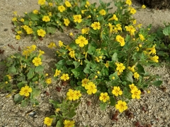 Erythranthe floribunda