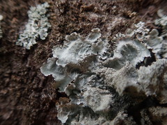 Parmotrema subtinctorium